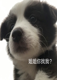 ˫ֻ